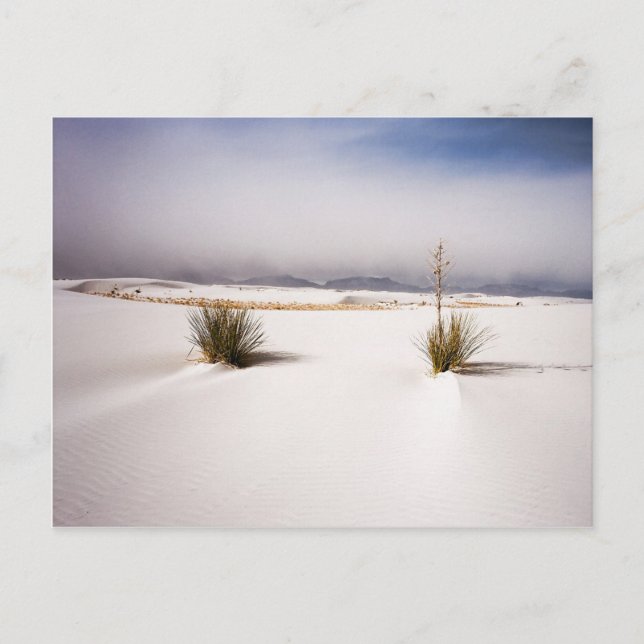 Le blanc ponce la carte postale de matin (Devant)