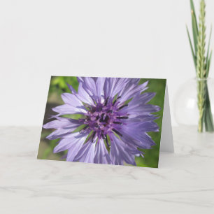 Le bouton de célibataire lilas/pourpre de carte de