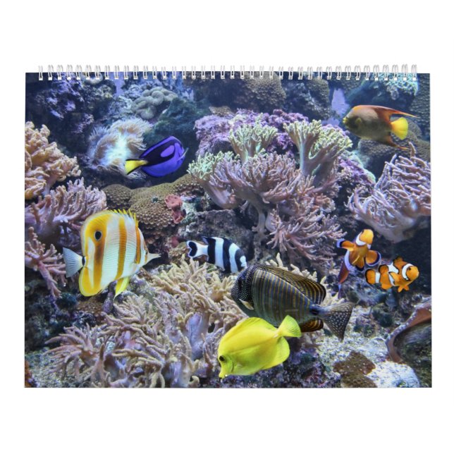 Le calendrier d'aquarium (Protection)