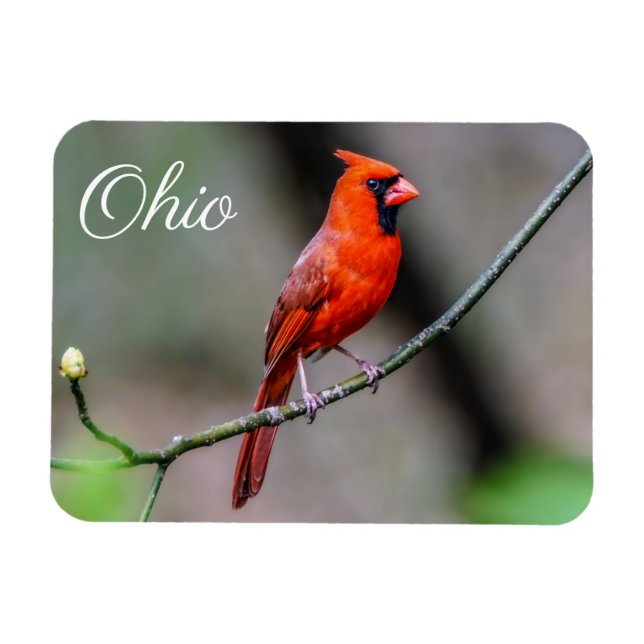 Le cardinal Ohio Magnet (Horizontal)