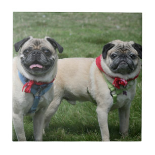 Le carlin poursuit le carreau de céramique