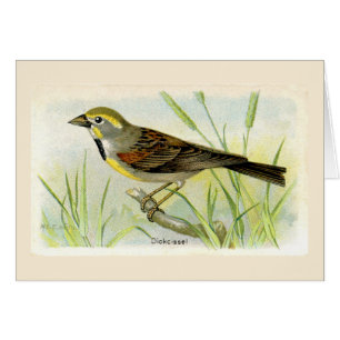 Le Carte de remerciements Dicki Bird