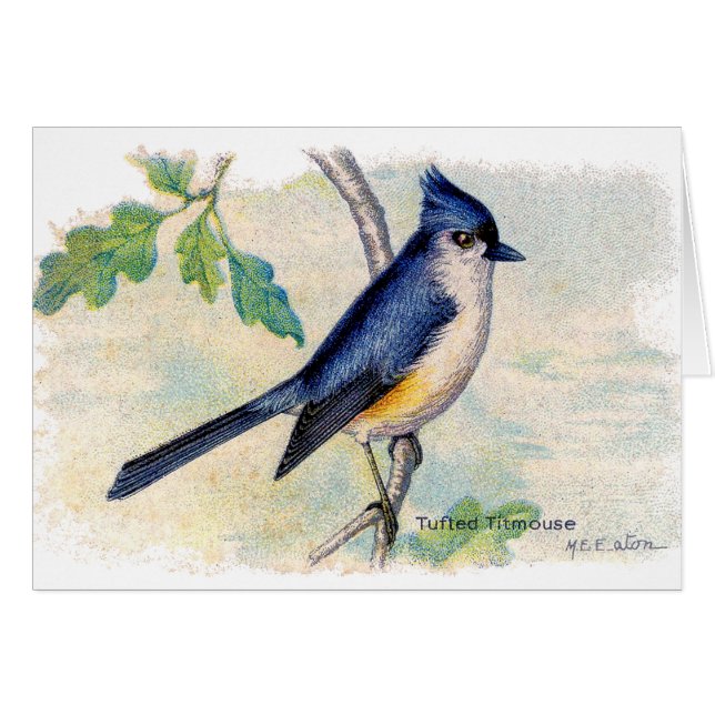 Le Carte de remerciements d'oiseaux bleus touffus (Devant horizontal)
