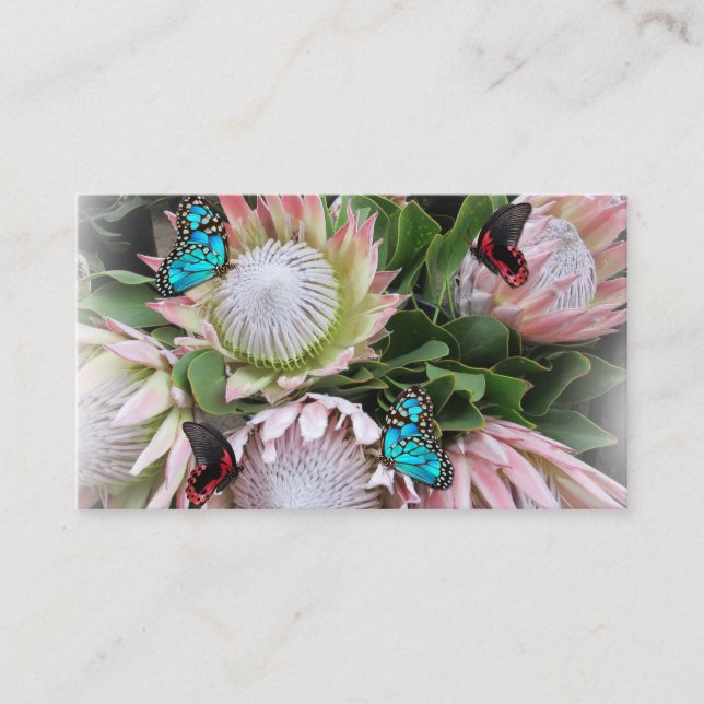 Le Carte de visite du roi Protea (Devant)