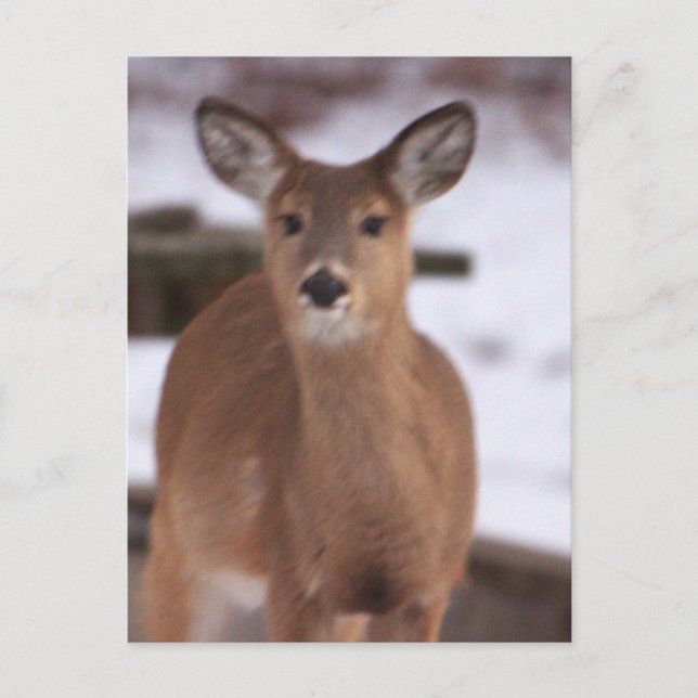 Le cerf dans la carte postale de neige (Devant)