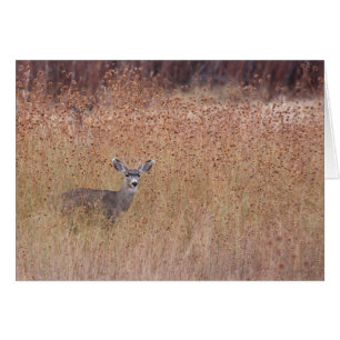 Le cerf dans le pré