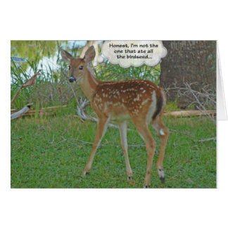 Le cerf pense aux oiseaux