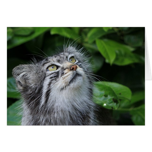 Le chat de Pallas (Devant horizontal)