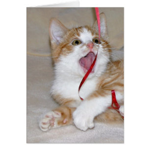Le chat joue avec le ruban
