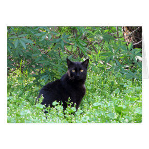 Le chat noir se sentant seul sans vous cardent