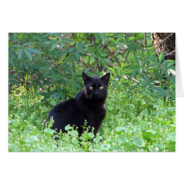 Le chat noir se sentant seul sans vous cardent (Devant horizontal)