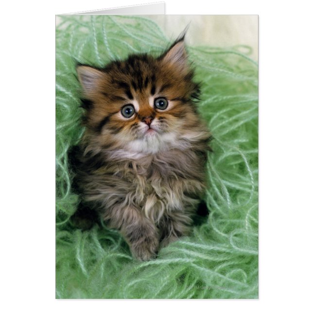 Le chat perse est l'une des plus anciennes races d (Devant)