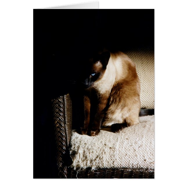 Le chaton (Devant)