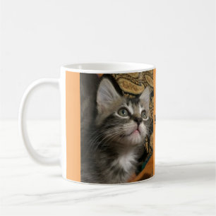 Le chaton "continuent à rechercher !" Tasse