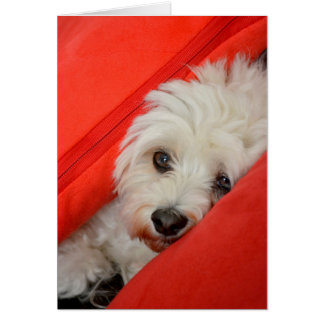 Le chien blanc de Havaneser est sur des oreillers 