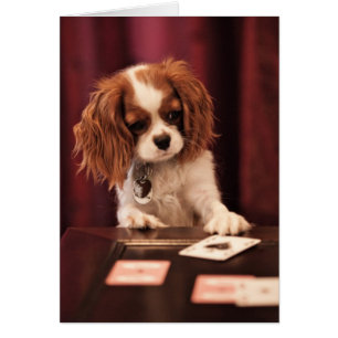 Le chiot joue aux cartes