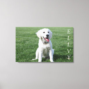Le chiot le plus mûr sur la toile