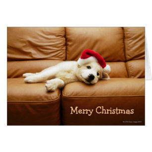 Le chiot porte un casquette de noël et est allongé