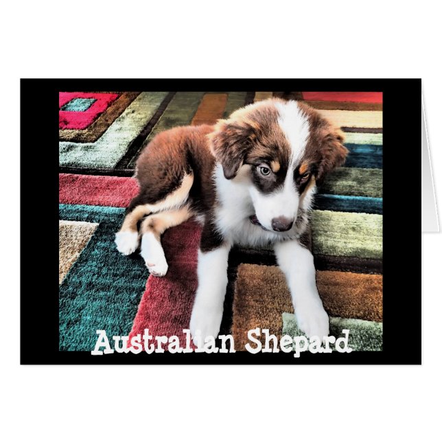 Le chiot Shepard Australien Faites votre propre pe (Devant horizontal)