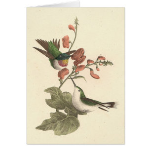 Le colibri à gorge rouge ou à gorge rubis