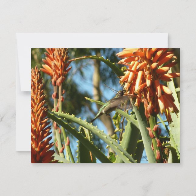 Le colibri de Chine noire en vol (Devant)