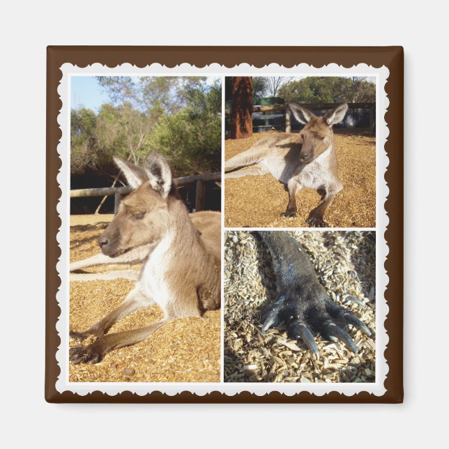 Le Collage De Photos Kangourou, Magnet (Devant)
