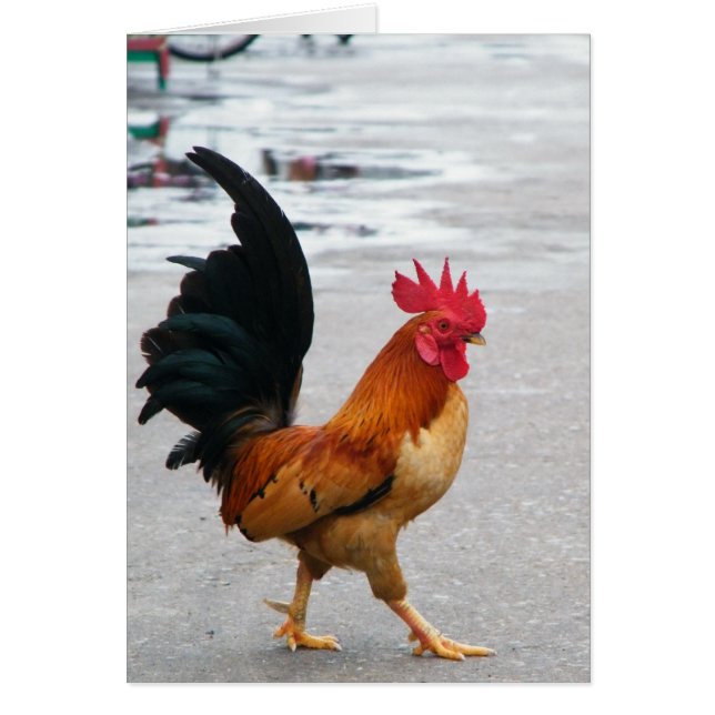 Le coq de thr a traversé la route (Devant)