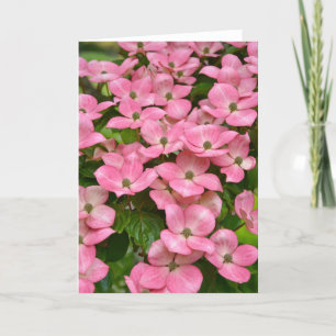 Le cornouiller rose de kousa fleurit la carte de