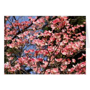 Le cornouiller rose fleurit carte de photographie