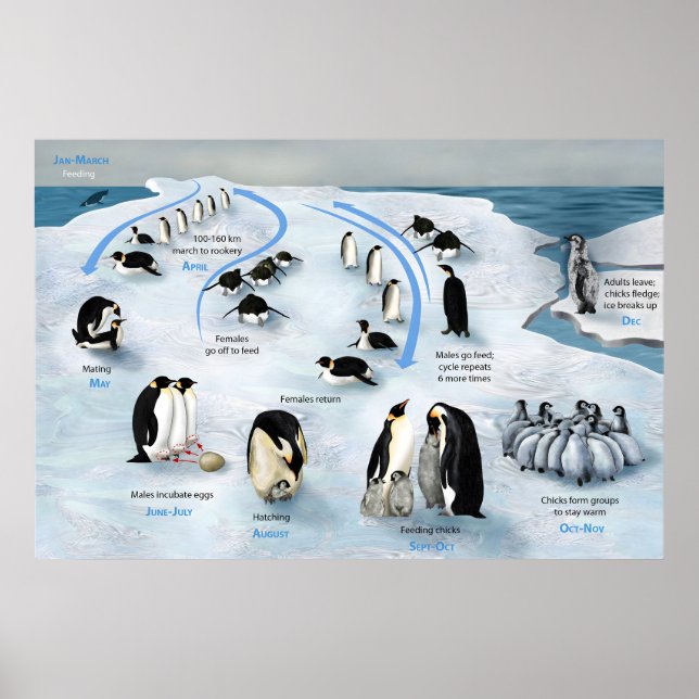 Le cycle de vie de l'Empereur Penguin Poster (Devant)
