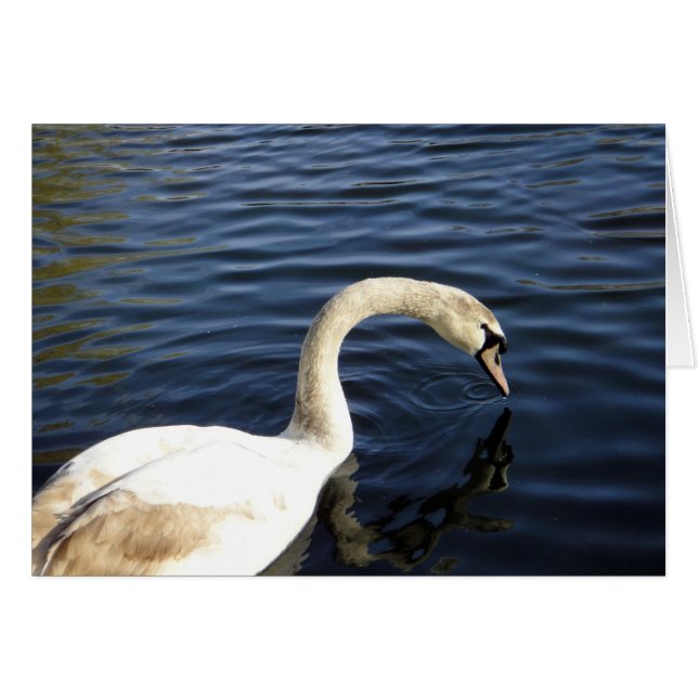 le cygne de St Stephen (Devant Horizontal)