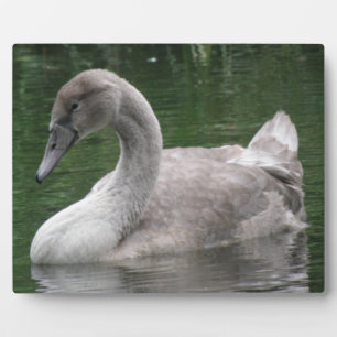 Le cygne gracieux sur la plaque d'eau