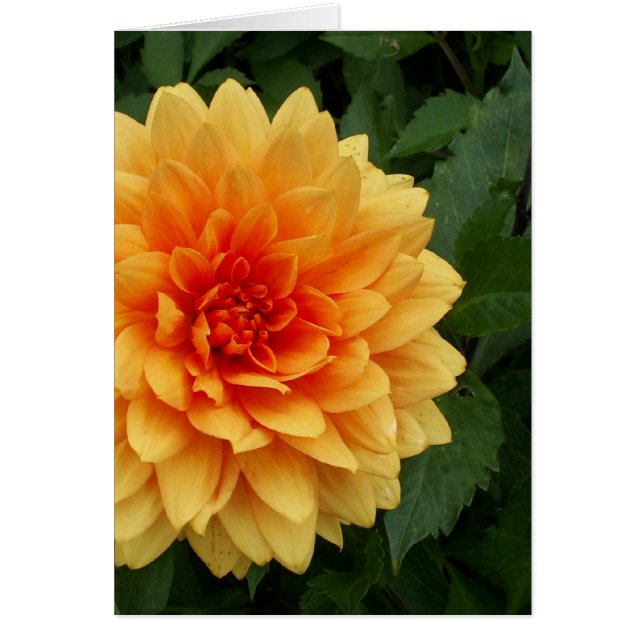 Le dahlia de la maman (Devant)