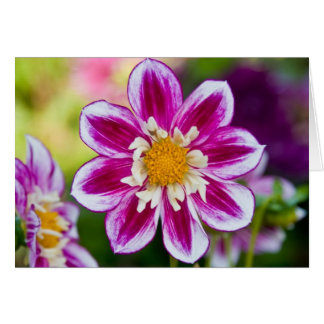 Le dahlia, montrent