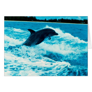Le dauphin de Bottlenose (truncatus de Tursiops),