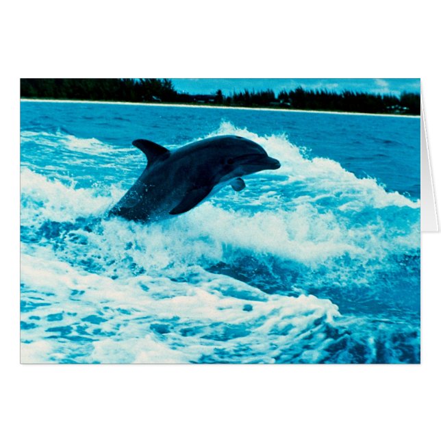 Le dauphin de Bottlenose (truncatus de Tursiops), (Devant horizontal)