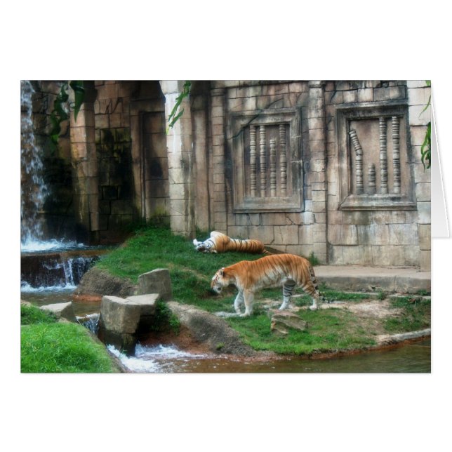 Le Den du Tigre (Devant horizontal)