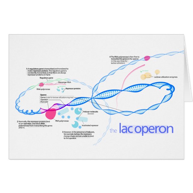 Le diagramme d'Operon de laque (Devant horizontal)