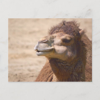 Le dromadaire - Carte postale