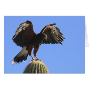 Le faucon 1 de Harris