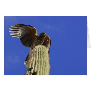 Le faucon de Harris perché au sommet du Saguaro Ca