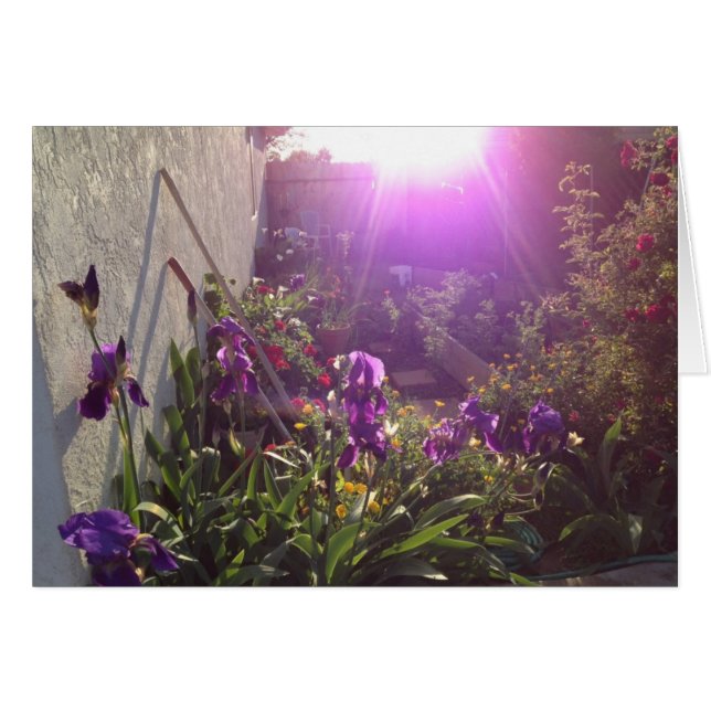 Le feu violet par harmonie (Devant horizontal)