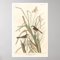 Le Finch de MacGillivray par Audubon Poster