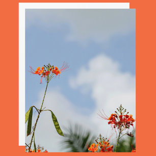 Le flamboyant Royal Poinciana. Flore bleu ciel