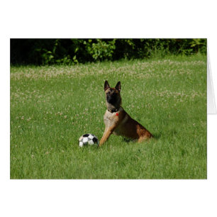 Le football Malinois