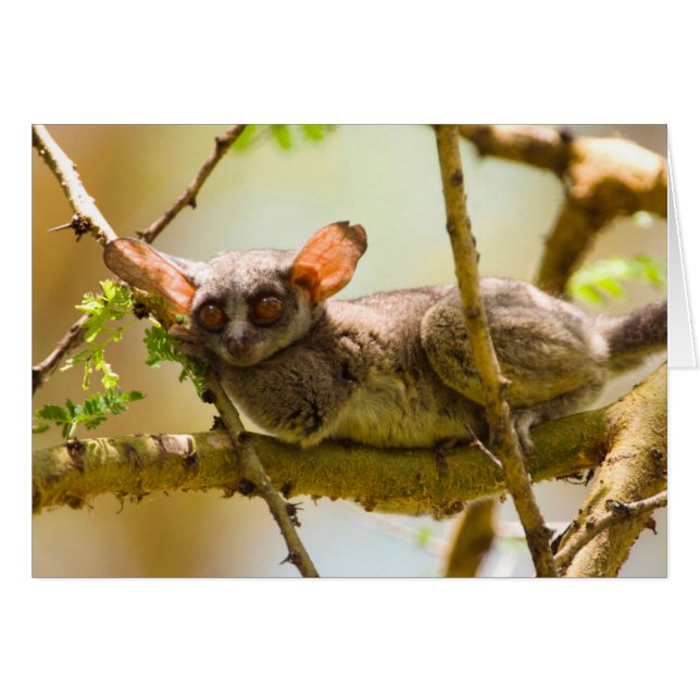 Le Galago du Sénégal (Galago Senegalensis) (Devant horizontal)