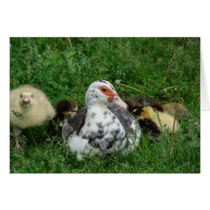 Le Gosling Dit, "Laisse Maman Seule !"