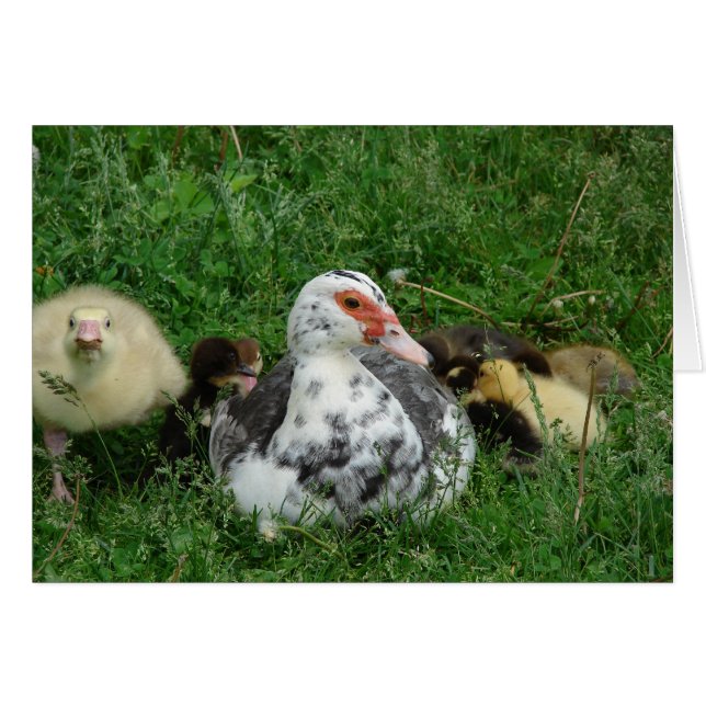 Le Gosling Dit, "Laisse Maman Seule !" (Devant horizontal)