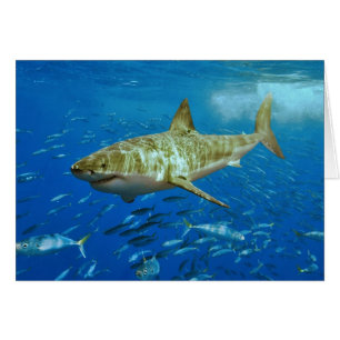 Le grand Carcharias de Carcharodon de requin blanc
