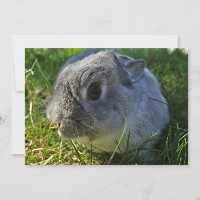 Le gros plan de M. Bunny (Devant)